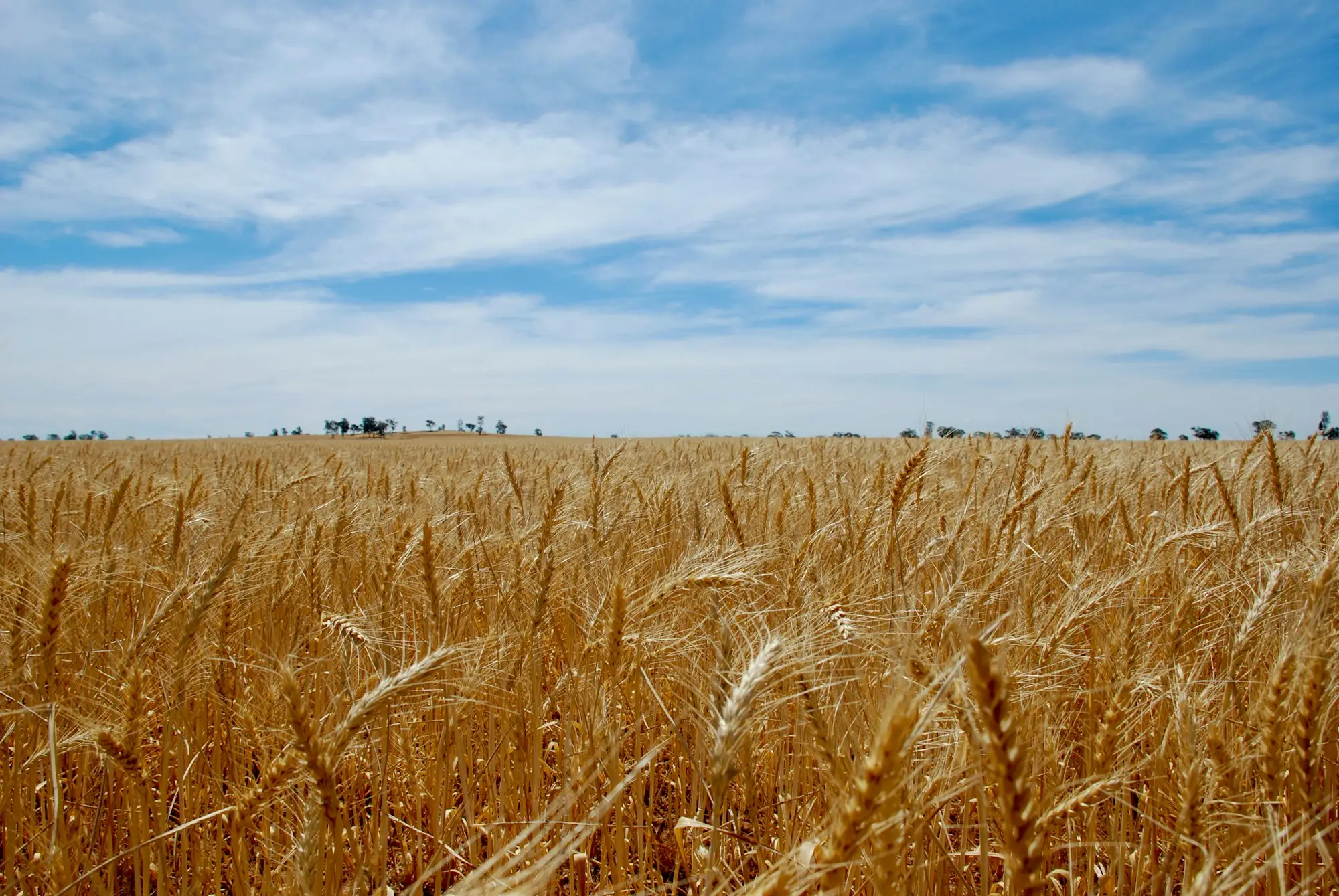 Wheat paddock ready for harvest in the Riverina